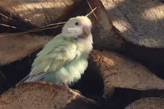 Agapornis roseicollis