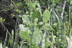 Opuntia monacantha