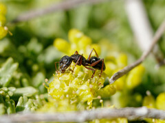 Camponotus rusticus