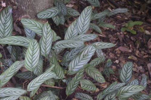Foto de Maranta