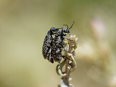 Epicauta maculata-group