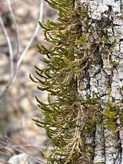 Forsstroemia trichomitria