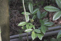 Conchocarpus
