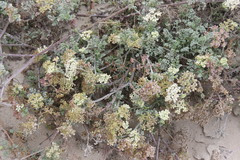 Dasispermum hispidum