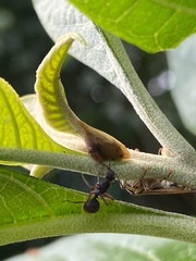 Enchenopa squamigera