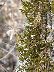 Forsstroemia trichomitria