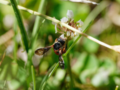 Epanthidium