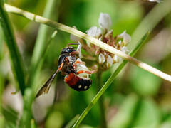 Epanthidium