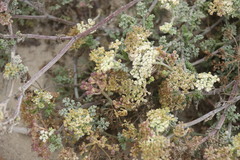 Dasispermum hispidum