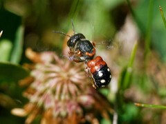 Epanthidium