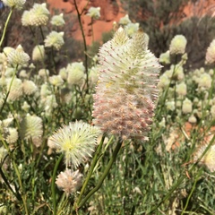 Ptilotus xerophilus