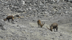 Capra ibex