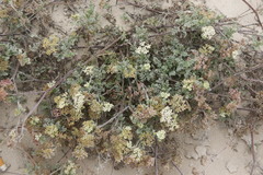 Dasispermum hispidum