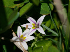 Lobelia oligophylla