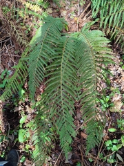 Polystichum setiferum