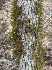 Forsstroemia trichomitria
