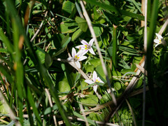 Lobelia oligophylla