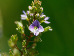 Veronica anagallis-aquatica anagallis-aquatica