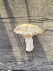 Russula brevipes