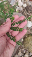 Phyllanthaceae