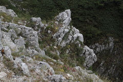 Petrosedum ochroleucum