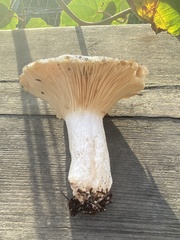 Russula brevipes