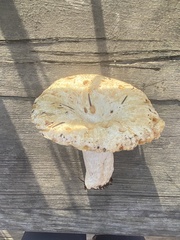 Russula brevipes