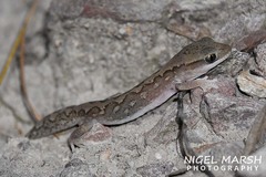 Diplodactylus vittatus
