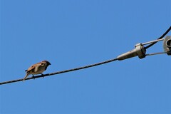 Passer domesticus
