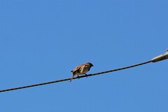 Passer domesticus
