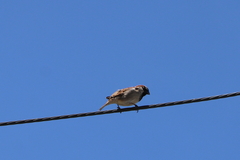Passer domesticus