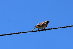 Passer domesticus