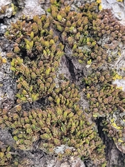 Nyholmiella obtusifolia