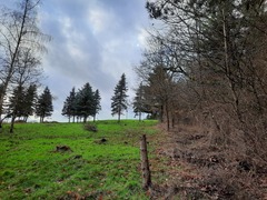 Lamprospora feurichiana