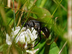Stangeella cyaniventris