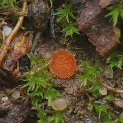 Lamprospora feurichiana