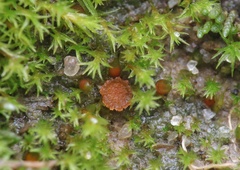 Lamprospora feurichiana