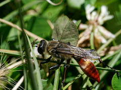 Sphex mendozanus