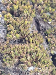 Nyholmiella obtusifolia