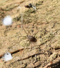 Cosmobunus granarius