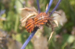 Graphosoma italicum italicum