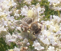 Apis mellifera