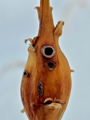 Gnorimoschema jocelynae