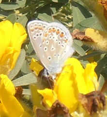Polyommatus icarus