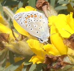 Polyommatus icarus