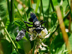Stangeella cyaniventris
