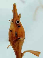 Gnorimoschema jocelynae