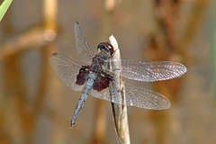 Celithemis martha