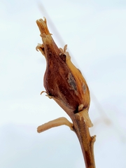 Gnorimoschema jocelynae