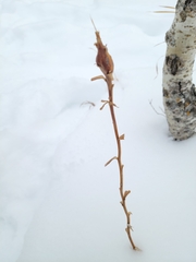 Gnorimoschema jocelynae